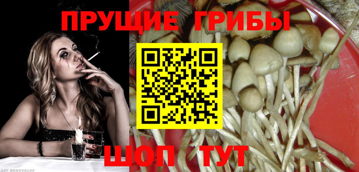 Галлюциногенные грибы ЛСД  Галлюциногенные грибы Psilocybine cubensis  Александров  Вход с VPN 